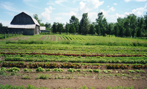 Ferme Orient Farm